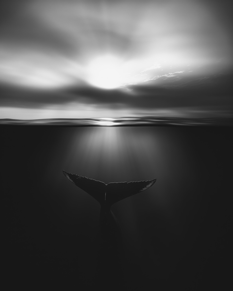 Blue Whale — Framed Print | Black and White - chaipeau