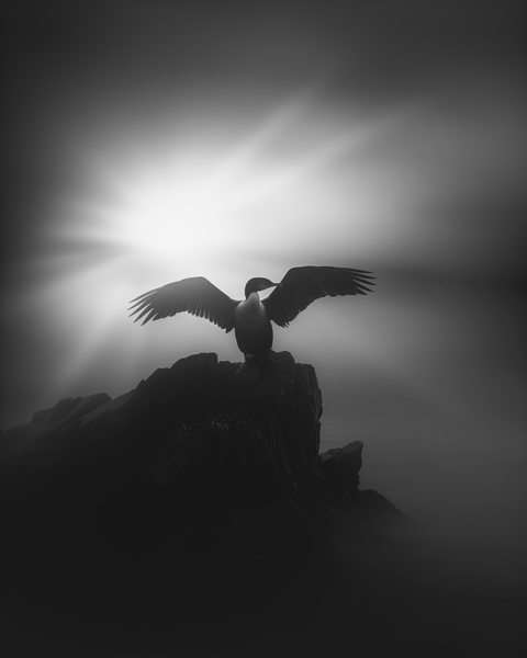 Cormorant — Framed Print | Black and White - chaipeau