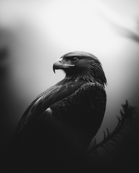 Golden Eagle Close-Up| Framed Poster | Premium Wooden Frame | Black & White - chaipeau