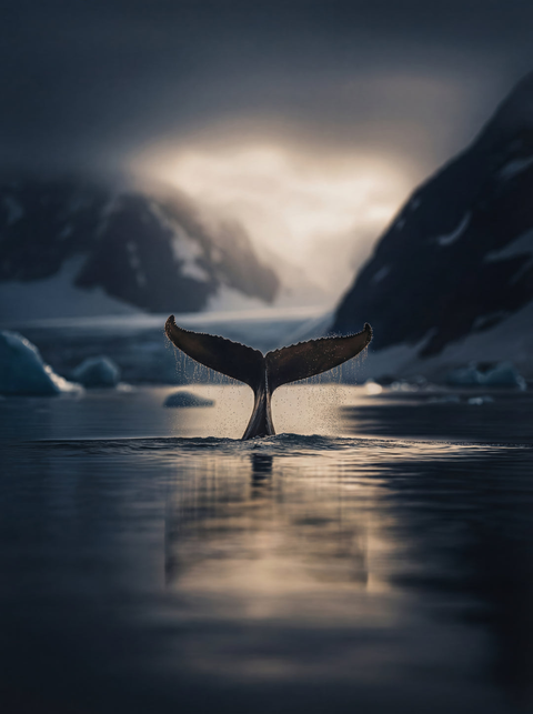 Humpback whale fluke diving, water droplets backlit, Antarctic mountains – generative fine art print