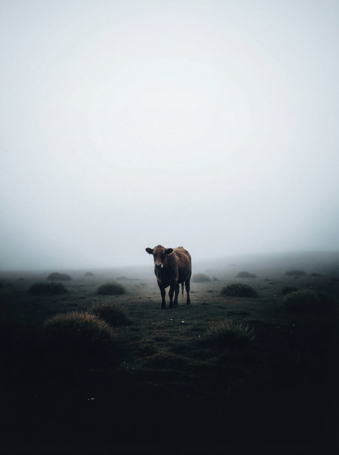 Highland Sentinel – Madeiran Cattle Fine Art Print - chaipeau