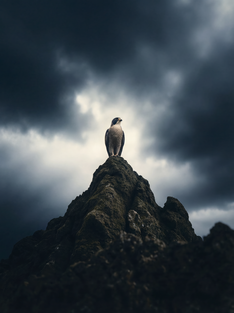 Apex Hunter – Barbary Falcon Wildlife Fine Art Print - chaipeau