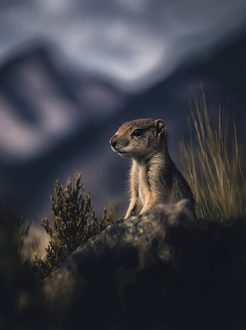 Generative art print of a Wyoming ground squirrel standing on a rock, sagebrush habitat, sand dune background, framed in matte black solid wood.
