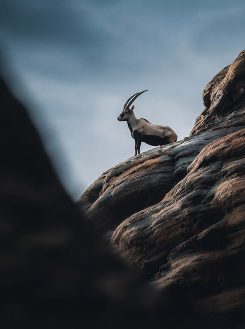 Generative art print of a Nubian Ibex standing on a sandstone rock formation in Wadi Rum, curved horns, desert background, framed in matte black solid wood.