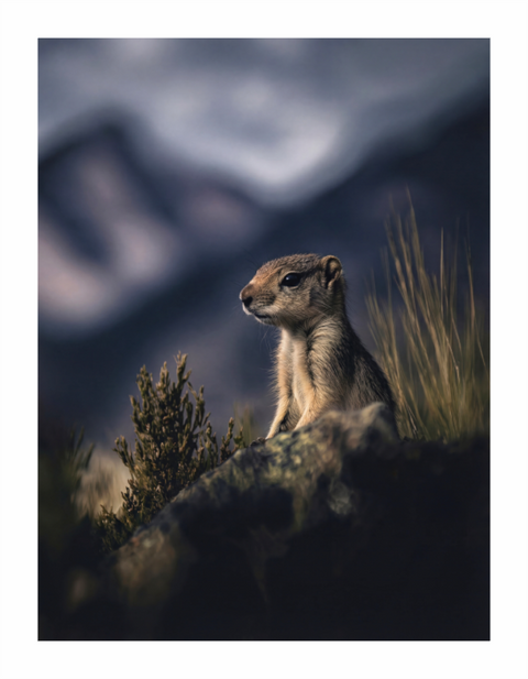 Main image "Desert Sentinel" – Ground Squirrel Wildlife Fine Art Print