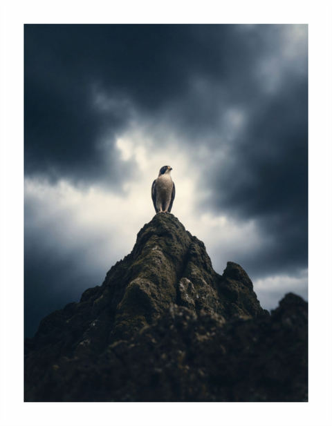 Main image "Apex Hunter" – Barbary Falcon Wildlife Fine Art Print