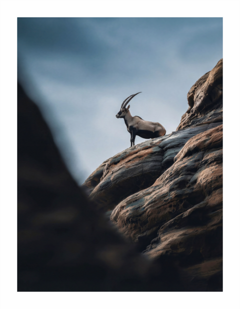 Main image Ibex Sentinel – Nubian Ibex Wildlife Fine Art Print