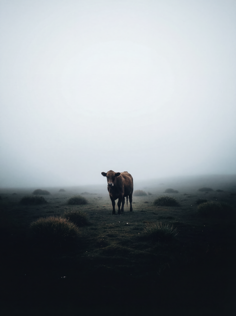 Highland Sentinel – Madeiran Cattle Fine Art Print