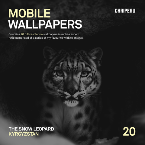 Snow Leopard | Mobile Wallpaper Pack | 20 Generative Artworks | Black & White - chaipeau