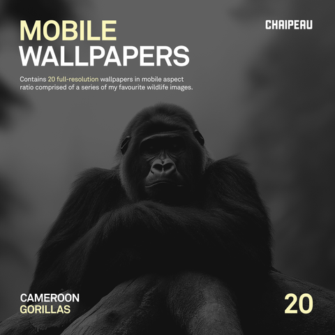Western Gorilla | Mobile Wallpapers | Cameroon Forest Series | Digital Download - chaipeau