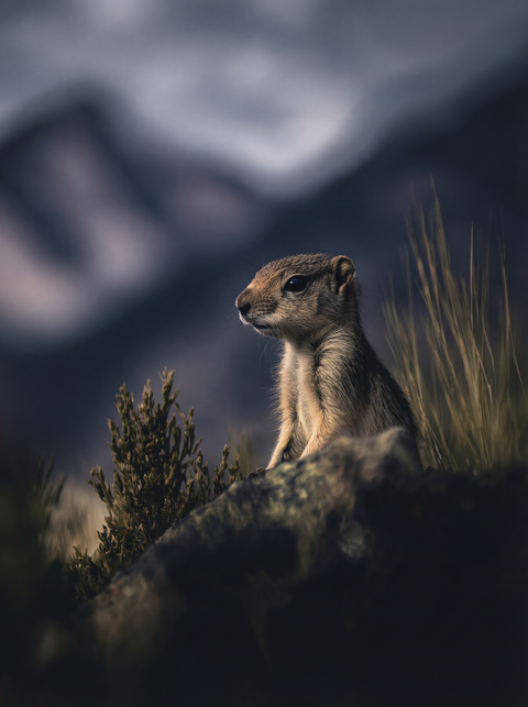 Generative art print of a Wyoming ground squirrel standing on a rock, sagebrush habitat, sand dune background, framed in matte black solid wood.

