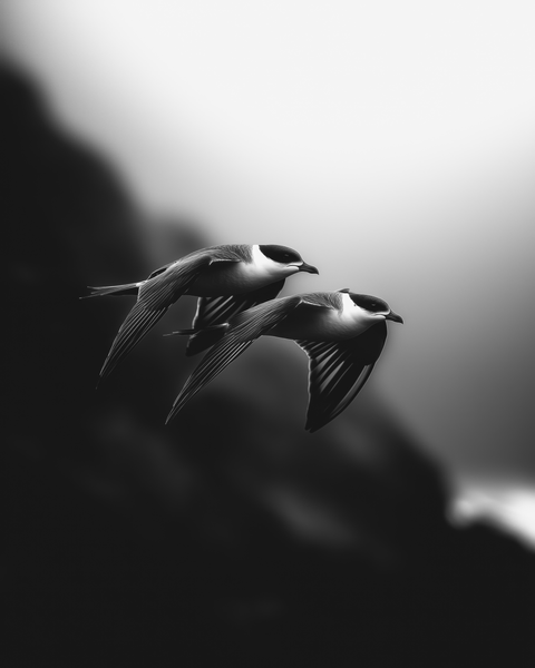 Skuas | Framed Poster | Premium Wooden Frame | Black & White - chaipeau